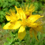 1808F 130 Donau-Regen Radweg